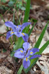 Dwarfe iris